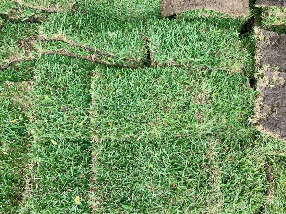 St Augustine Grass For Sale Houston, TX Sod Delivery 77099