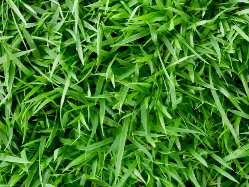 Zoysia Grass Emerald Houston, TX 77099 bermuda grass Houston, TX 77099